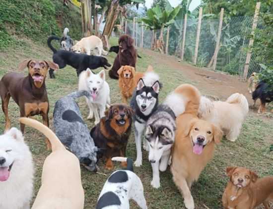 Grupo numeroso de perros de diferentes razas, tamaños y colores corriendo y jugando al aire libre en un espacio cercado rodeado de naturaleza. Imagen tomada en En TATAS PET HOME, un centro especializado en el cuidado y bienestar de mascotas.