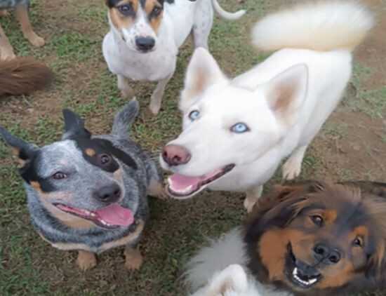 Grupo numeroso de perros de diferentes razas, tamaños y colores corriendo y jugando al aire libre en un espacio cercado rodeado de naturaleza. Imagen tomada en En TATAS PET HOME, un centro especializado en el cuidado y bienestar de mascotas.