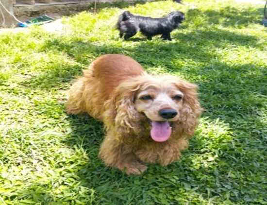 Grupo numeroso de perros de diferentes razas, tamaños y colores corriendo y jugando al aire libre en un espacio cercado rodeado de naturaleza. Imagen tomada en En TATAS PET HOME, un centro especializado en el cuidado y bienestar de mascotas.